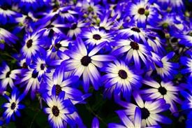 &quot;Flower Delivery Valdosta Ga
